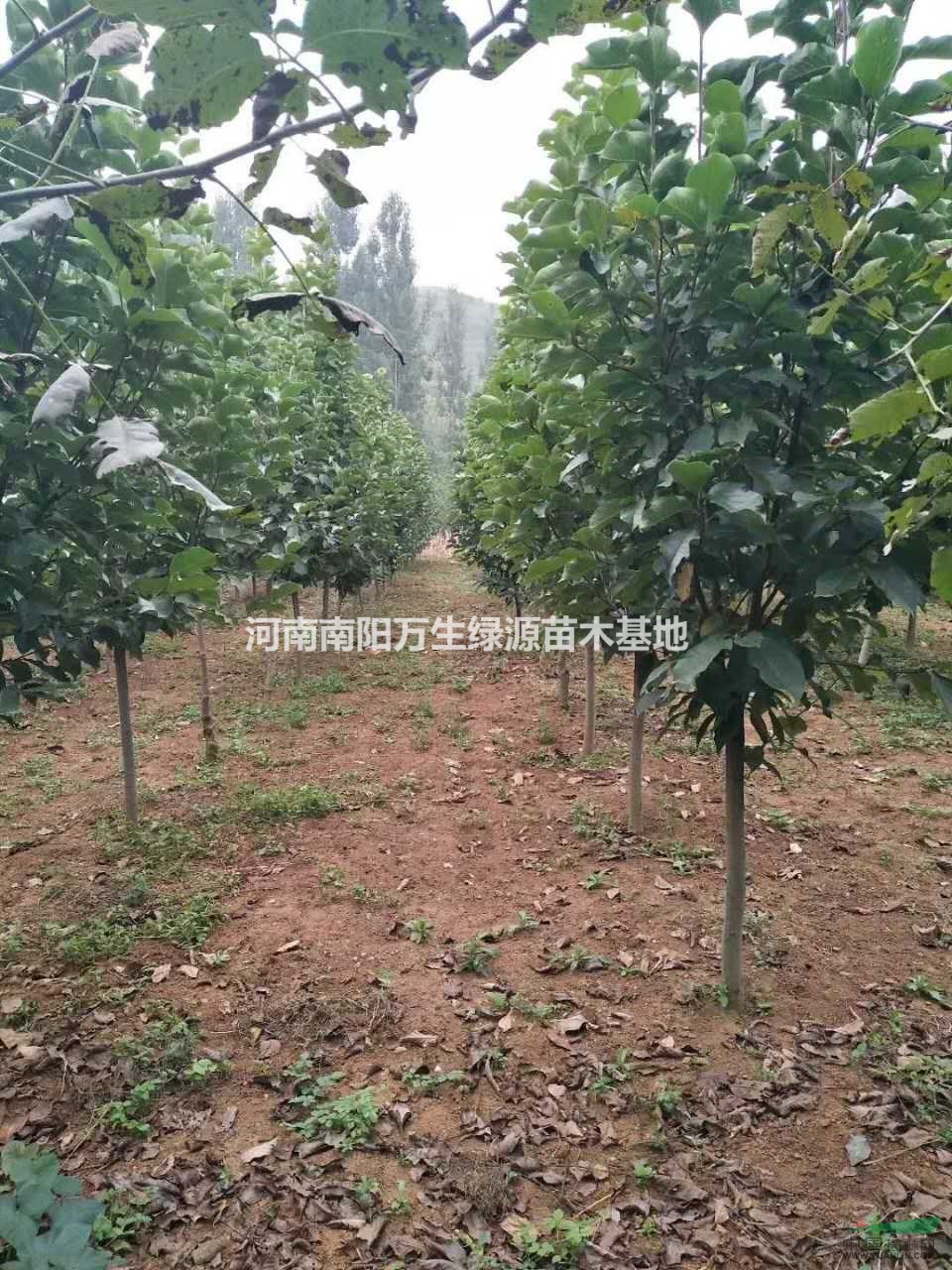 河南地區(qū)供應(yīng)6-35公分紅玉蘭 白玉蘭 黃玉蘭