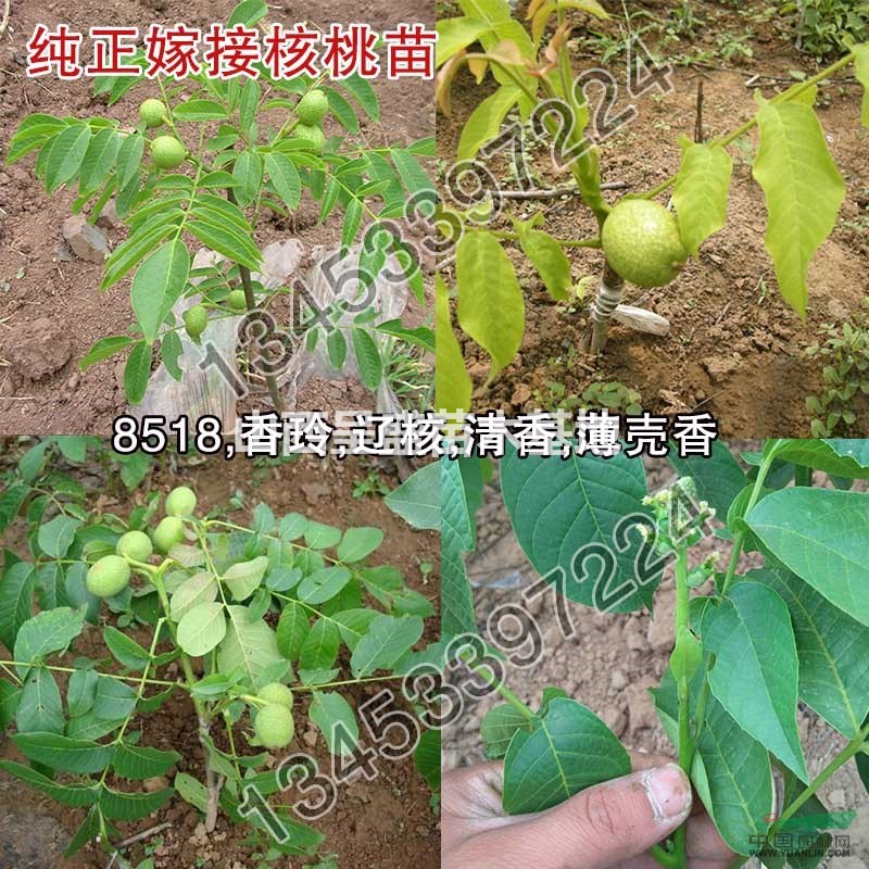 核桃嫁接苗·核桃實生苗·山西核桃苗批發(fā)