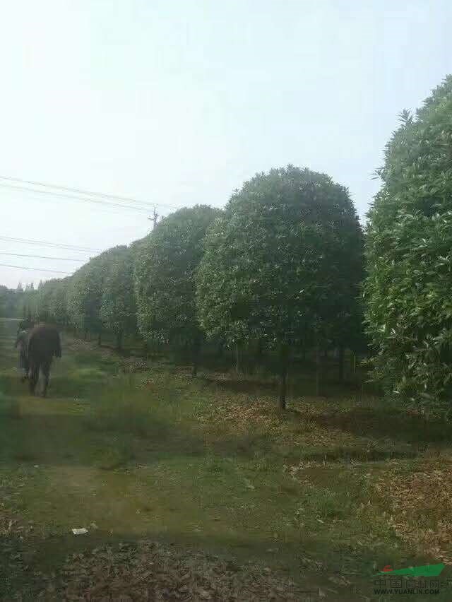 桂花價格 桂花圖片