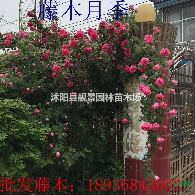 地栽藤本月季苗,地栽红花藤本月季,藤本月季苗(4种花色)
