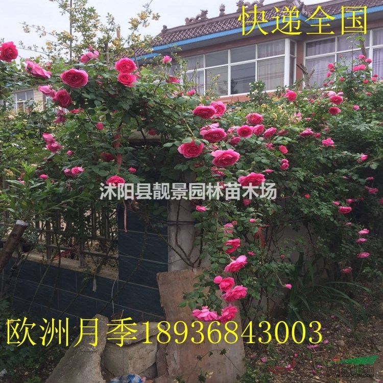地栽藤本月季苗,地栽红花藤本月季,藤本月季苗(4种花色)