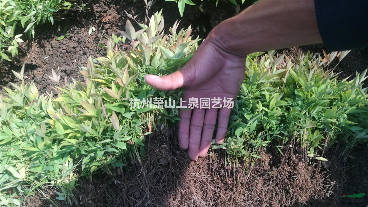 南天竹播種色塊盆栽小杯小毛球綠化工程用