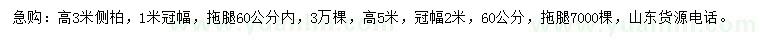 求購(gòu)高3、5米側(cè)柏