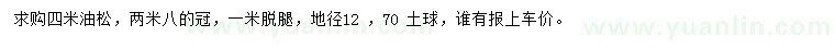 求購4米油松