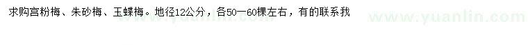 求購宮粉梅、朱砂梅、玉蝶梅