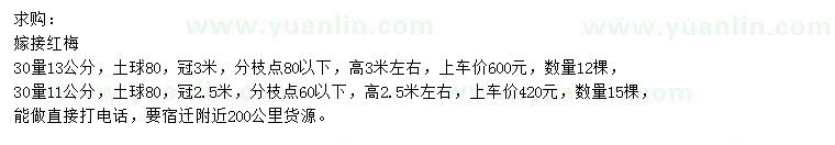 求購11、13公分嫁接紅梅