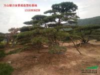 山東景觀造型黑松 (15)介紹