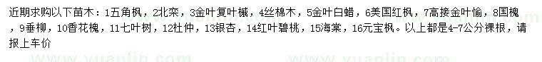 求購五角楓、北欒、金葉復(fù)葉槭等