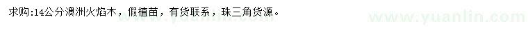 求購14公分澳洲火焰木