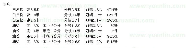 求購高2.5、3、3.5米白皮松、3、3.5、4、6米油松