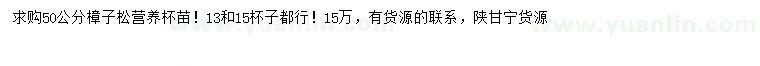 求購50公分樟子松