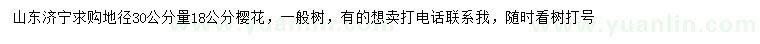 求購(gòu)地徑30公分量18公分櫻花