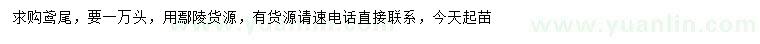 求購鳶尾