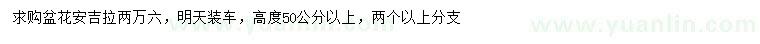 求購高50公分以上安吉拉