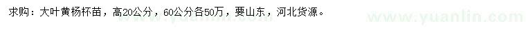 求購高20公分大葉黃楊
