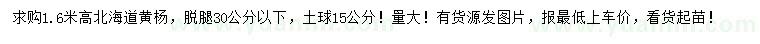 求購高1.6米北海道黃楊