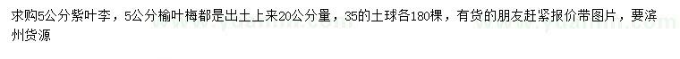 求購(gòu)20公分5公分紫葉李、榆葉梅