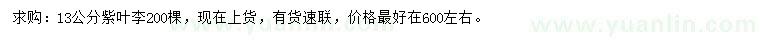 求購13公分紫葉李