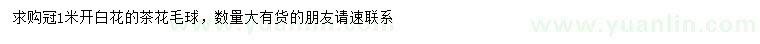 求購冠1米白花茶花毛球