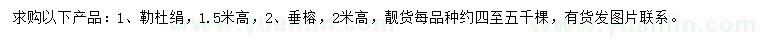 求購高1.5米勒杜絹、高2米垂榕