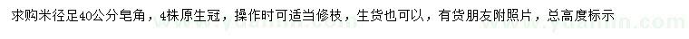 求購米徑40公分皂角