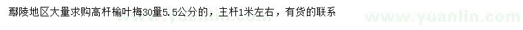 求購(gòu)30量5.5公分高桿榆葉梅