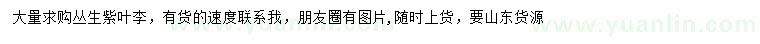 求購叢生紫葉李