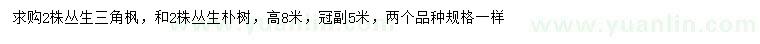 求購高8米叢生三角楓、叢生樸樹
