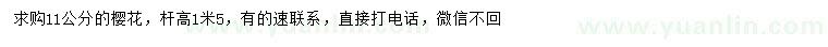 求購11公分櫻花
