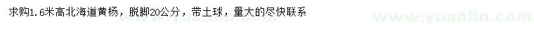 求購高1.6米北海道黃楊