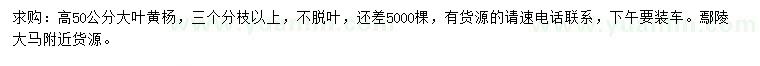 求購高50公分大葉黃楊