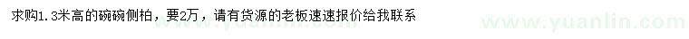 求購高1.3米碗碗側(cè)柏