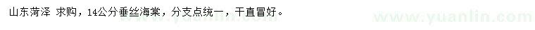 求購14公分垂絲海棠
