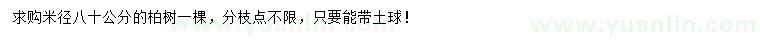 求購米徑80公分柏樹