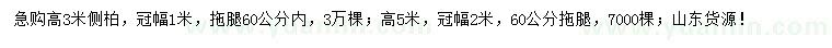 求購高3、5米側(cè)柏