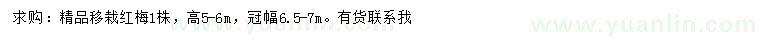 求購(gòu)高5-6米紅梅