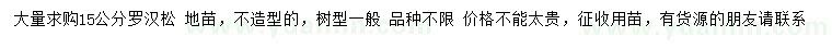 求購15公分羅漢松