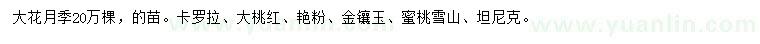 求購2-3年生大花月季