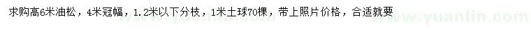 求購(gòu)高6米油松