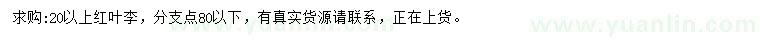 求購(gòu)20公分以上紅葉李