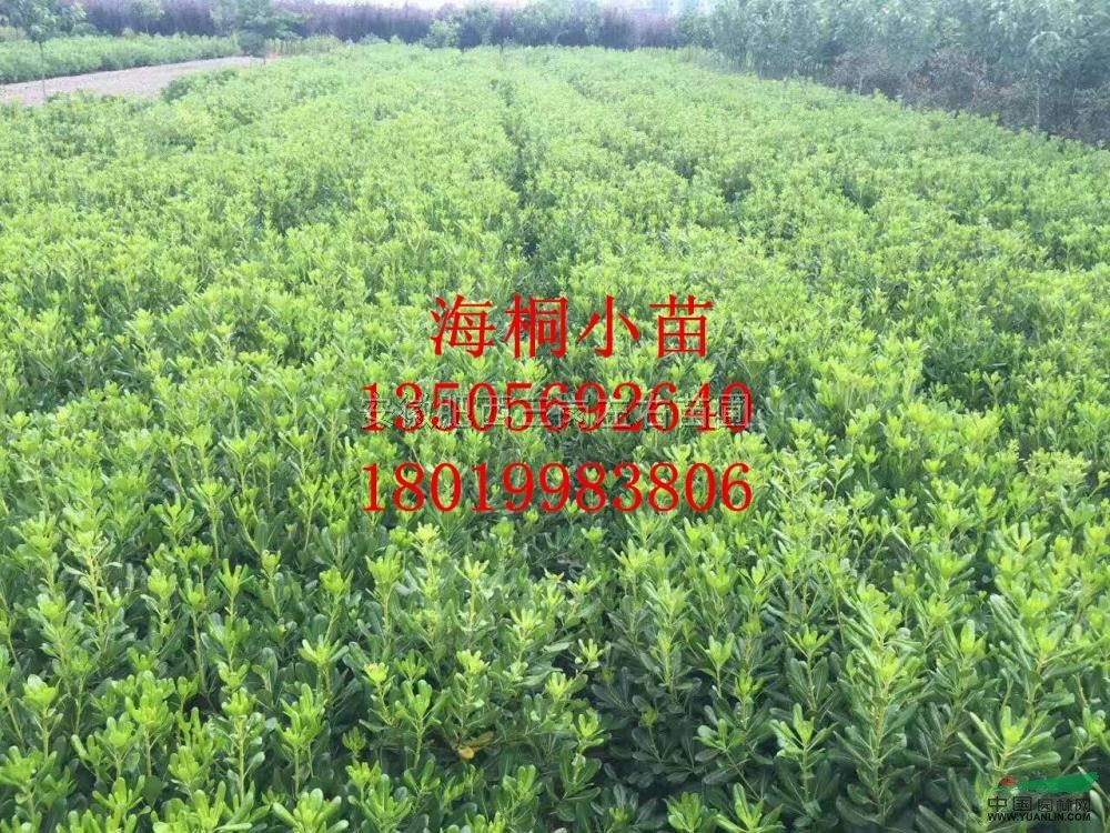 海桐小苗供應(yīng)/海桐小苗圖片