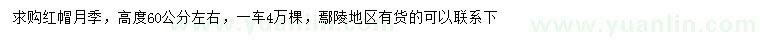求購高60公分左右紅帽月季