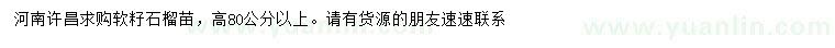 求購高80公分以上軟籽石榴苗