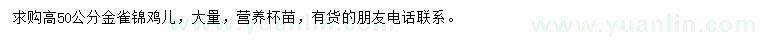 求購(gòu)高50公分金雀錦雞兒
