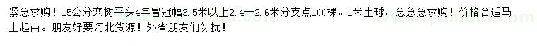 求購15公分欒樹