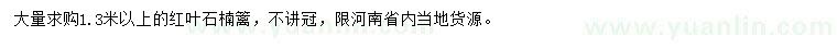求購(gòu)1.3米以上紅葉石楠