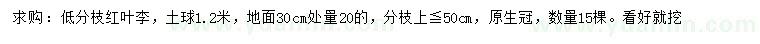 求購30量20公分紅葉李