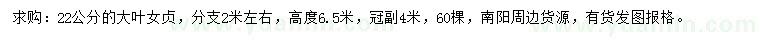 求購22公分大葉女貞