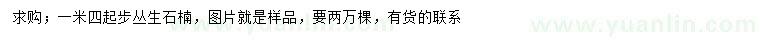 求購1.4米以上叢生石楠