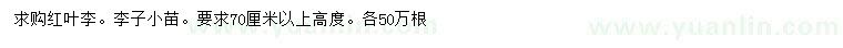 求購高70公分紅葉李、李子小苗